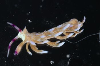 Media type: image;   Malacology 393738 Description: live specimen;